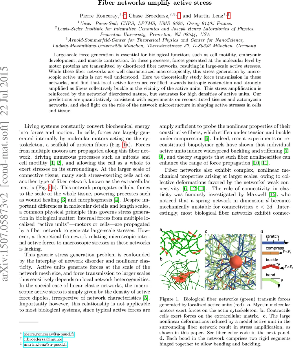 Fiber networks amplify active stress