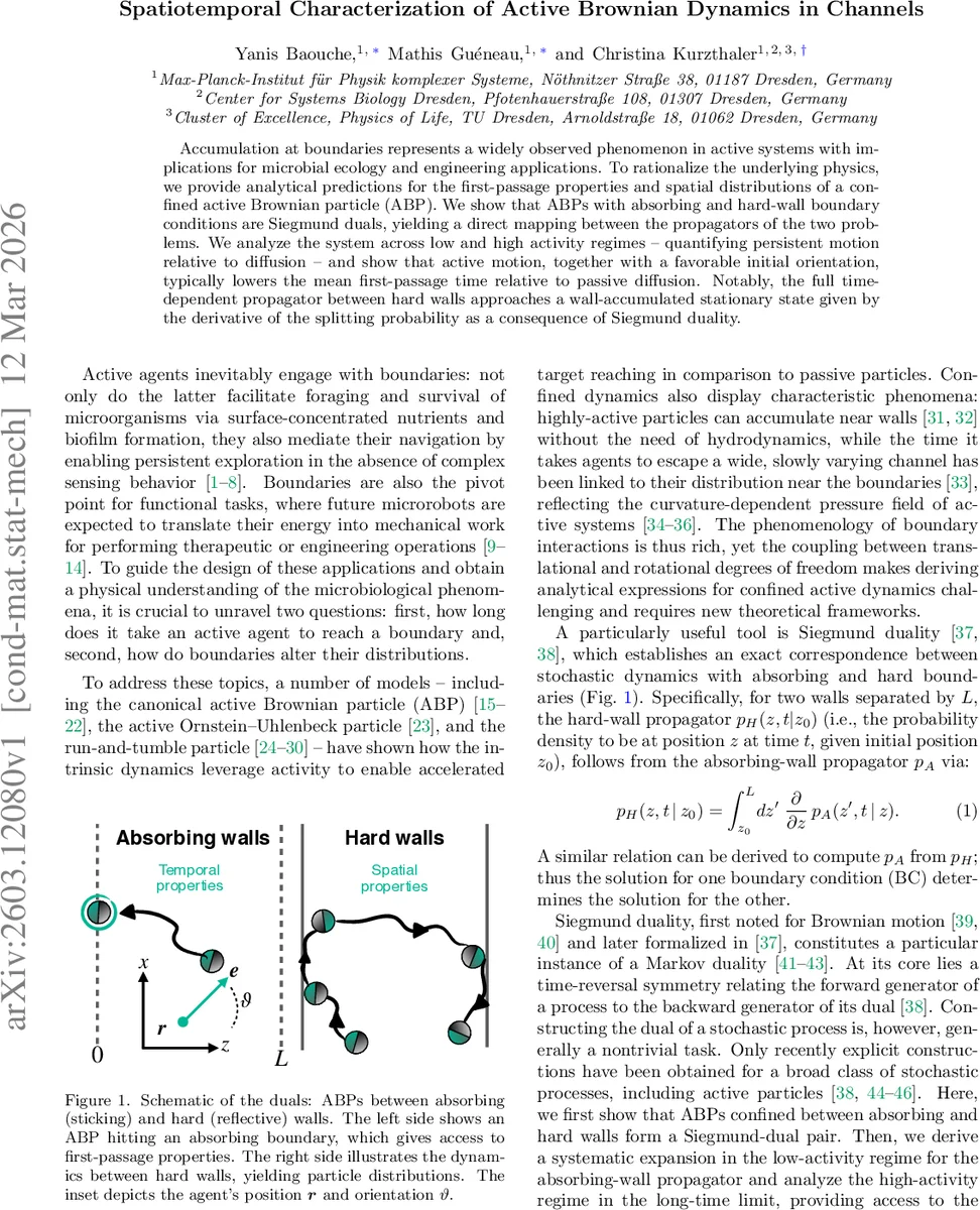 Spatiotemporal Characterization of Active Brownian Dynamics in Channels