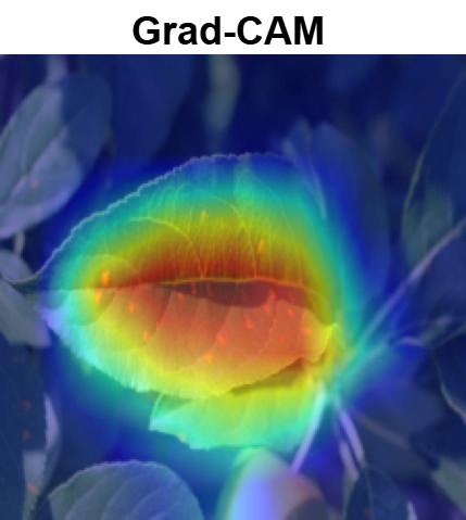 APPLE_GRADCAM_1.jpg