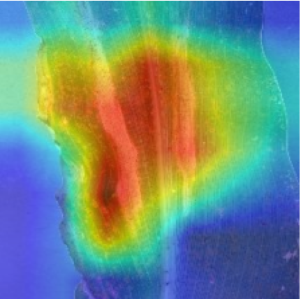 MAIZE_GRADCAM.png