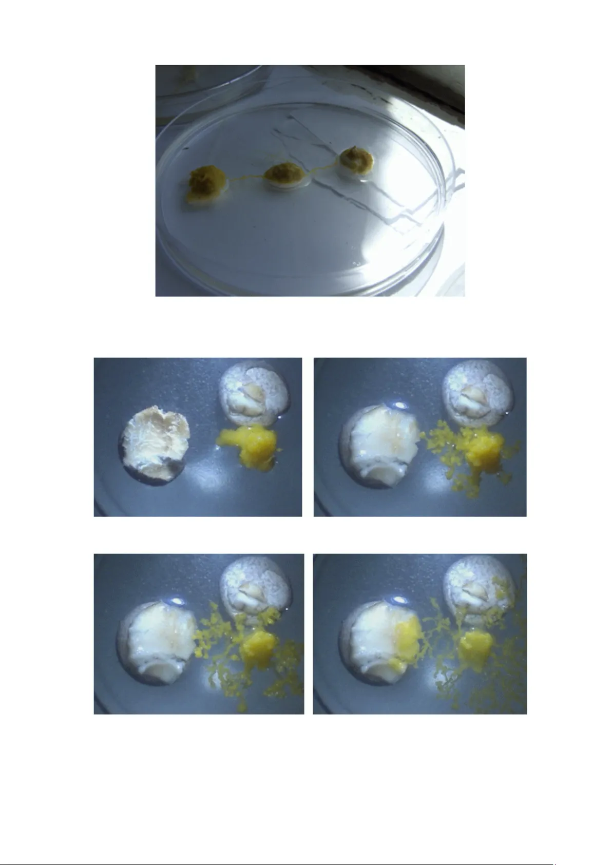 Towards Physarum robots: computing and manipulating on water surface