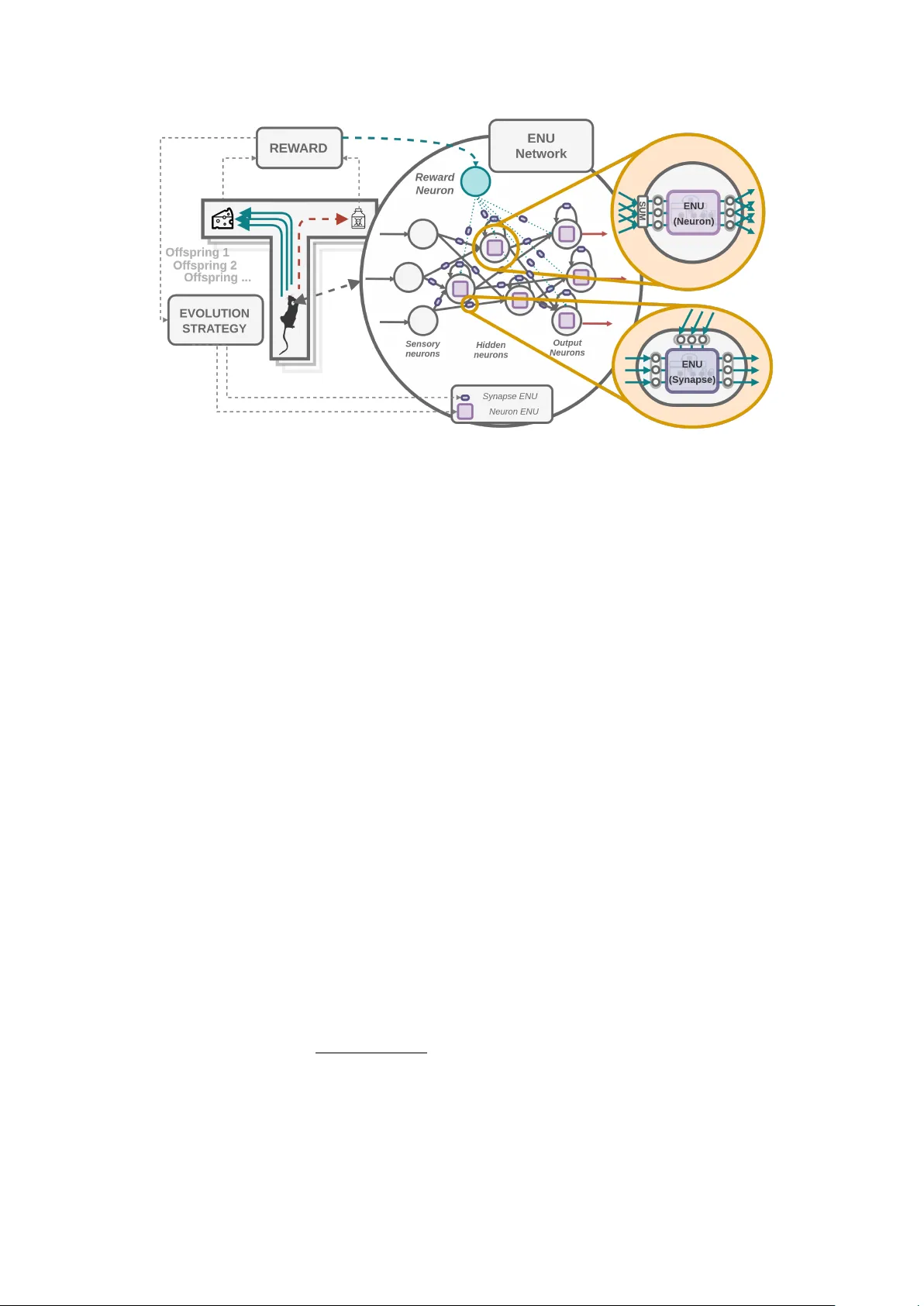 Network of Evolvable Neural Units: Evolving to Learn at a Synaptic Level