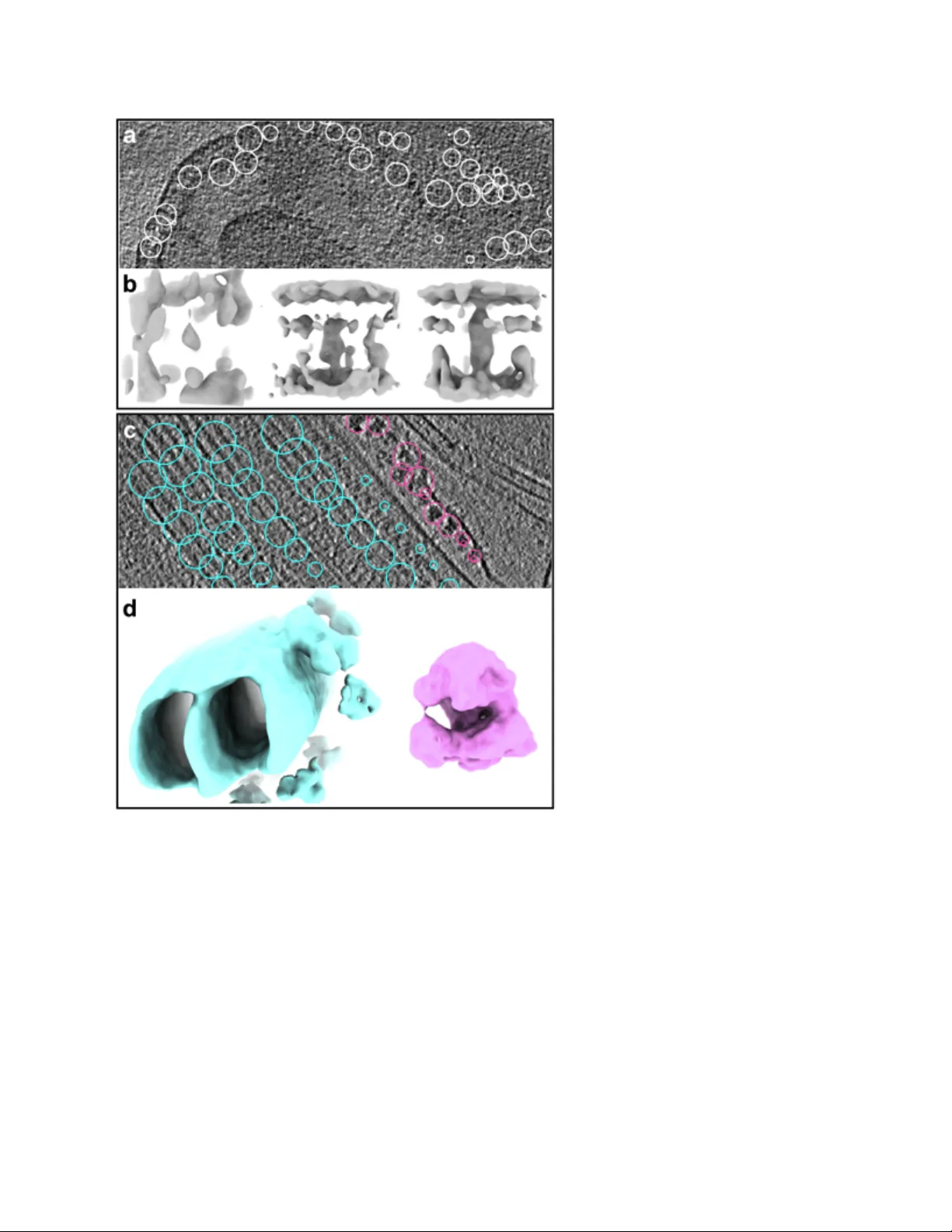 A complete data processing workflow for CryoET and subtomogram averaging