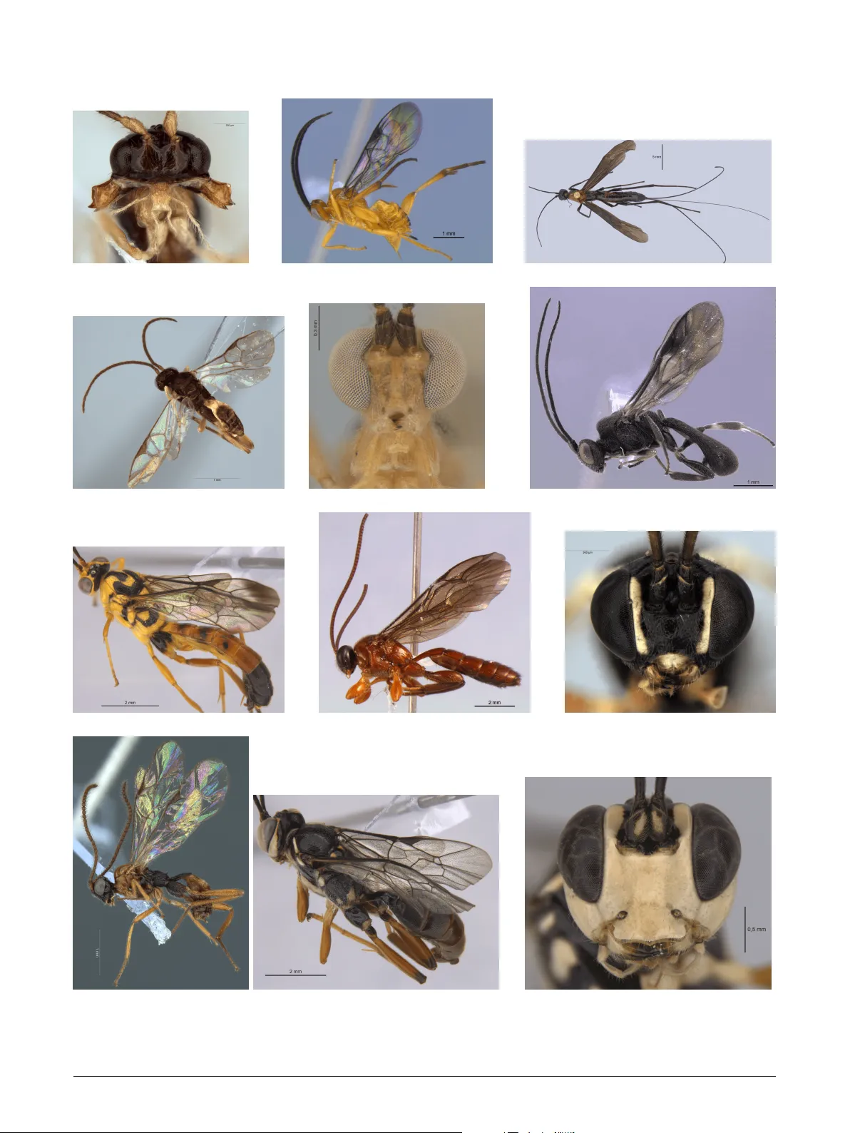 Automated identification of Ichneumonoidea wasps via YOLO-based deep learning: Integrating HiresCam for Explainable AI
