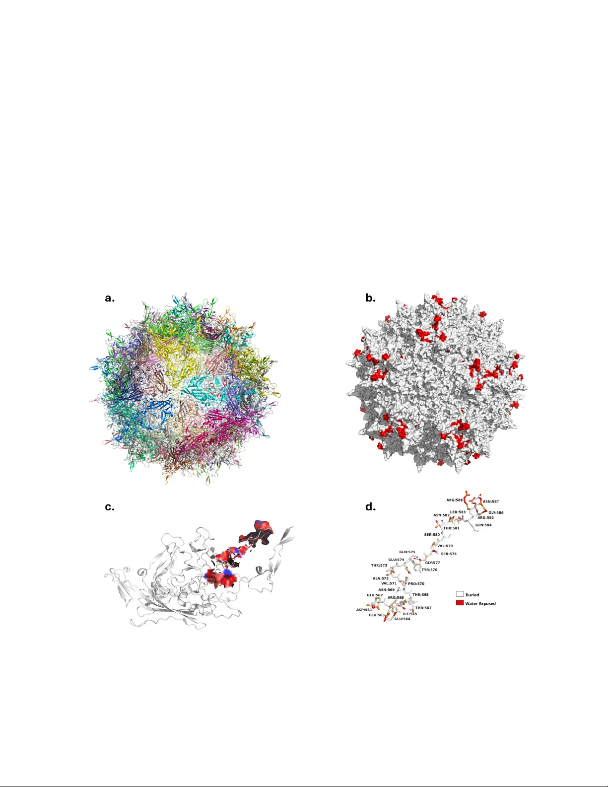 Reinforcement-guided generative protein language models enable de novo design of highly diverse AAV capsids